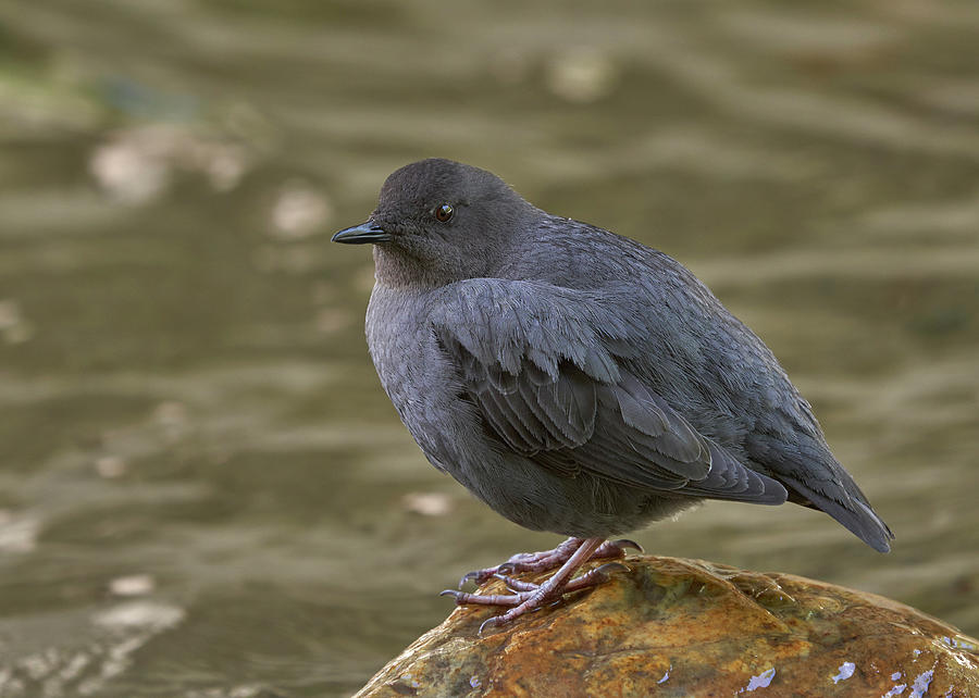 American Dipper, Sierra County California by Doug Herr American Dipper, Sierra County California by Doug Herr