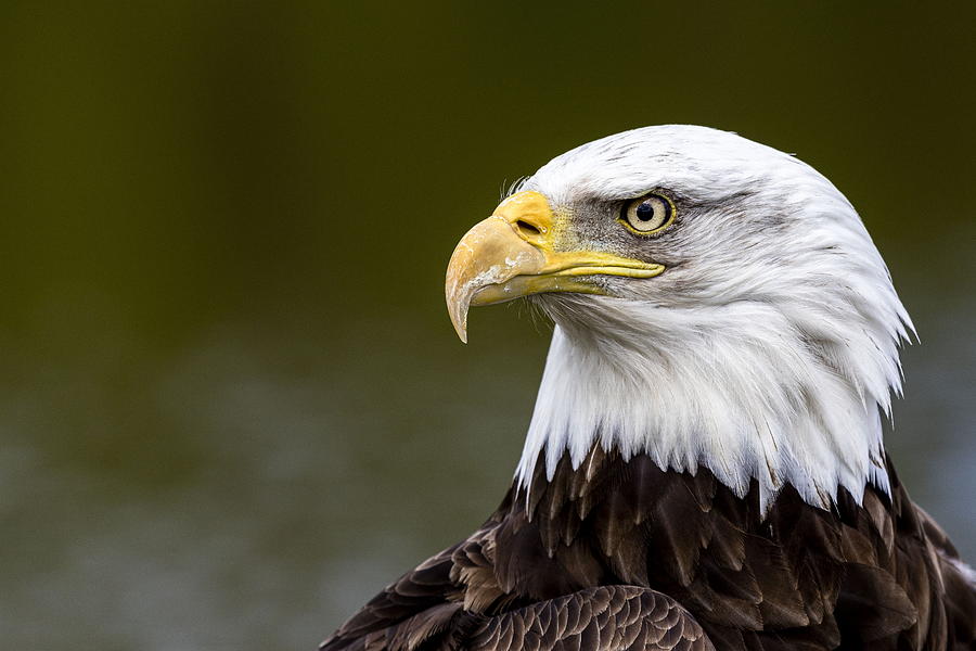 American Eagle Photograph by Henk Langerak