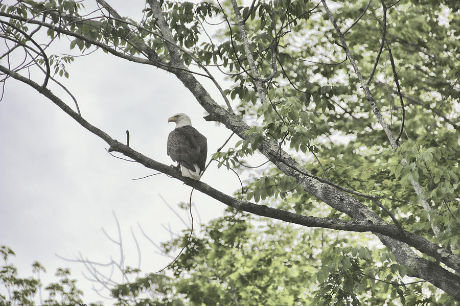 Eagle Photograph - American Eagle by JAMART Photography