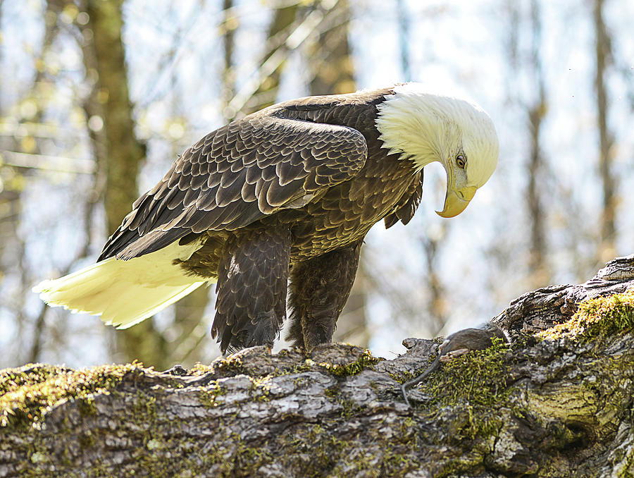 Eagle Photograph - The Bald Eagle Collection XIV by Lisa Lambert-Shank