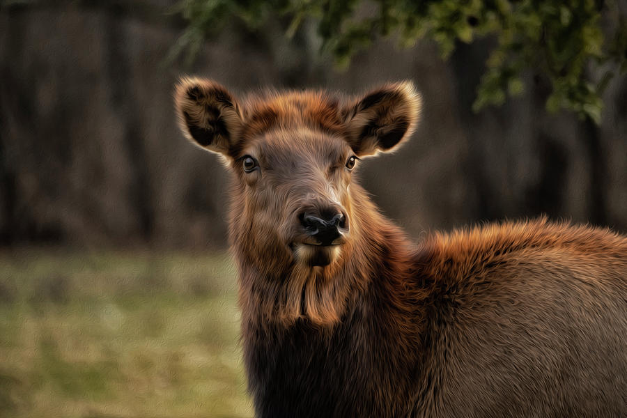 American Elk Photograph by Eric Haggart