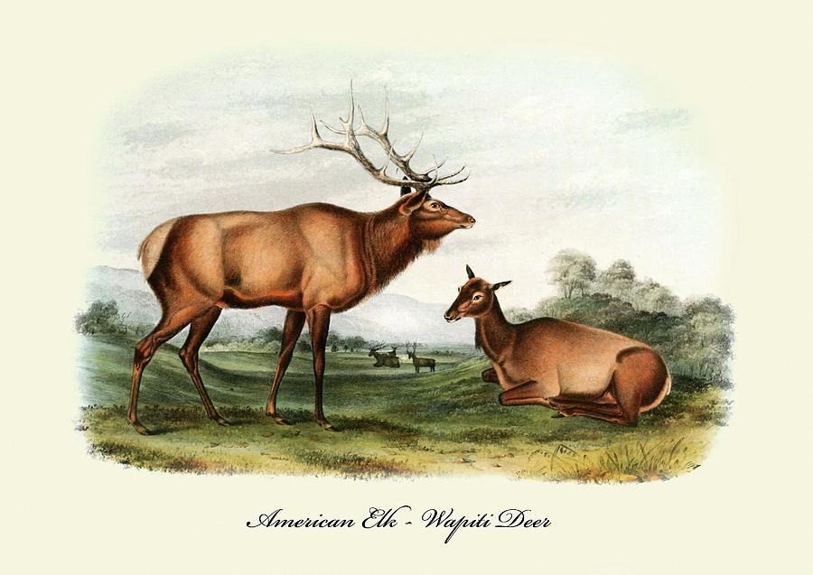 American Elk-Wapiti Deer Painting by John Joseph Audubon