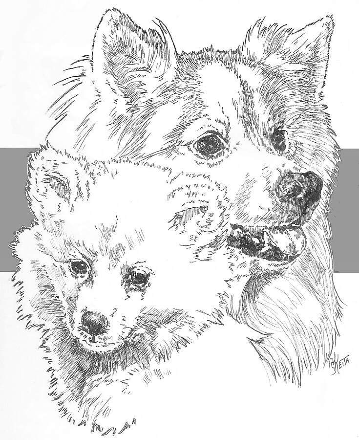 American Eskimo and Pup Drawing by Barbara Keith