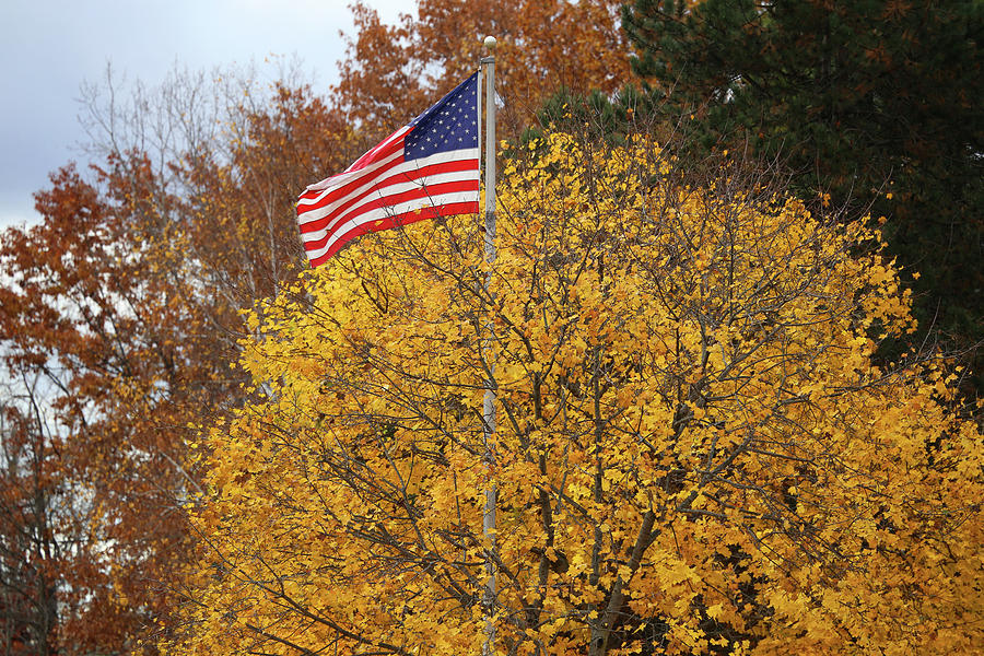 American flag and Fall Tree Photograph by Mary Bedy