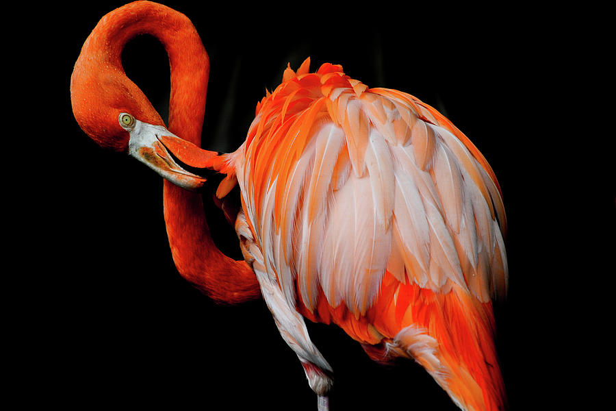 American Flamingo Photograph by Chris Minerva
