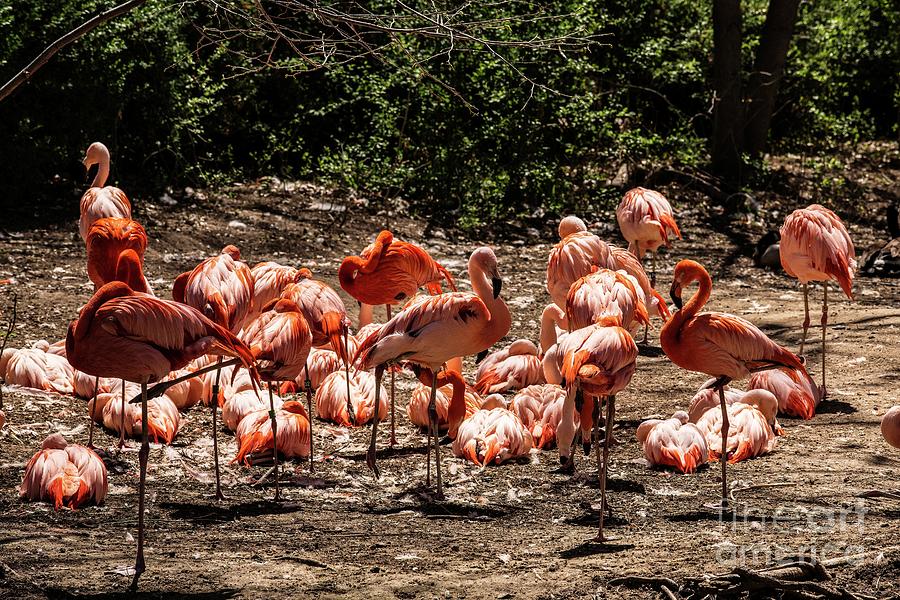 American Flamingo Photograph by Jon Burch Photography