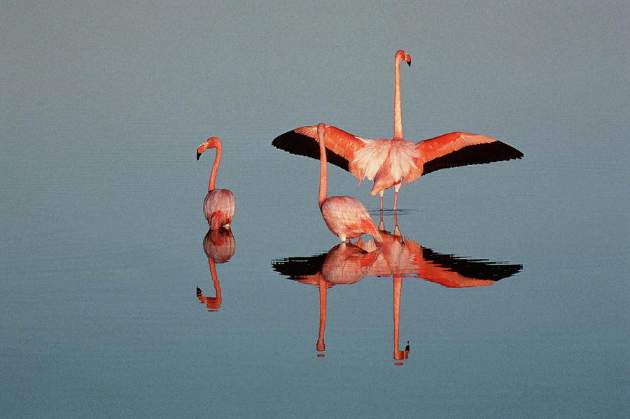 American Flamingo Phoenicopterus Ruber Photograph by Art Wolfe