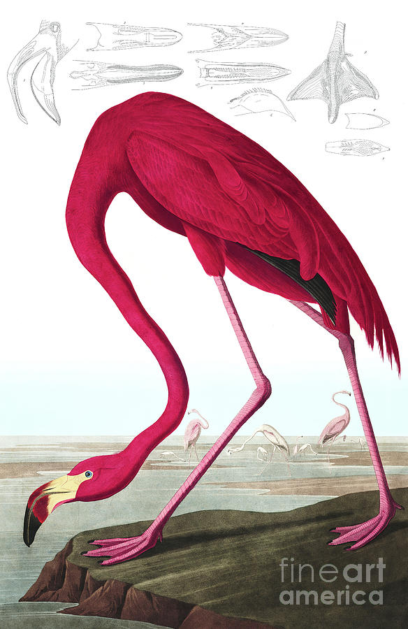 American Flamingo, Phoenicopterus Ruber by Audubon Painting by John James Audubon