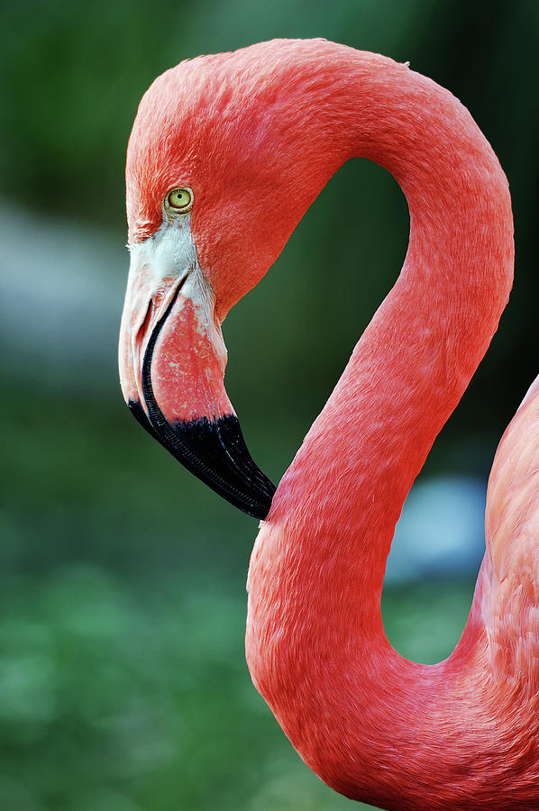 American Flamingo Photograph by Rodrigo Garrido
