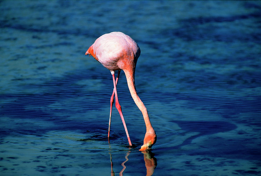 American Flamingo Photograph by Vittorio Ricci - Italy