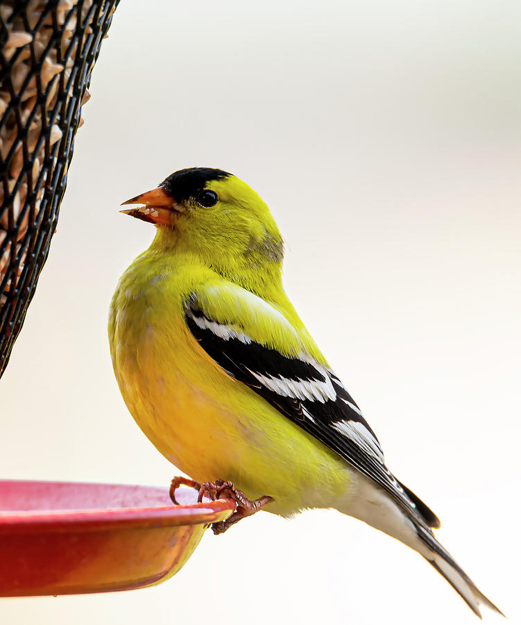 Bird Photograph - American Gold Finch at the Feeder by Phil And Karen Rispin