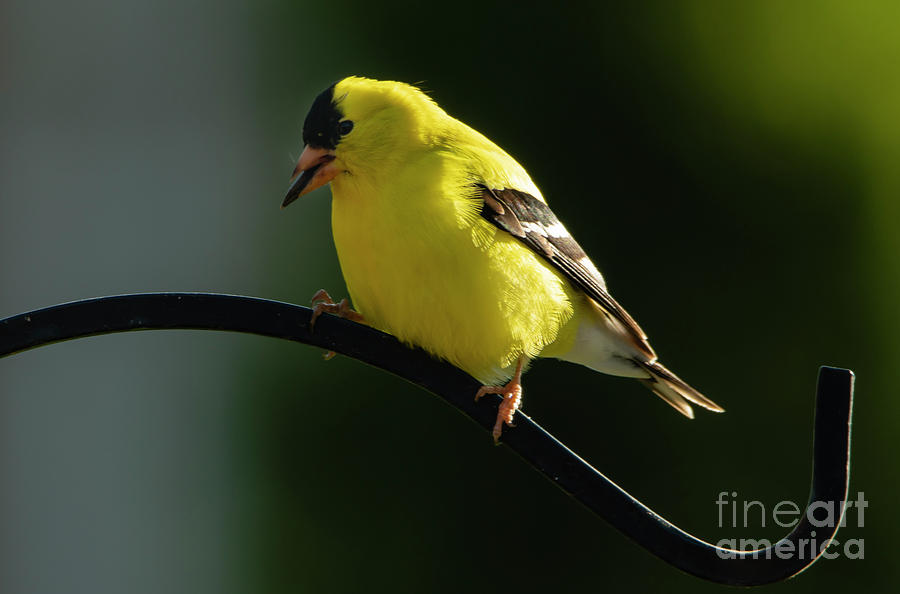 American Gold Finch Photograph by Sandra Js