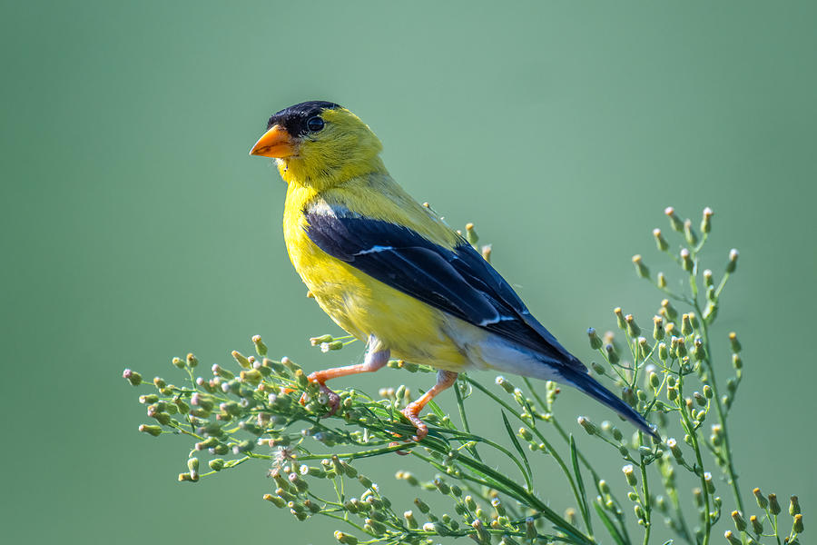 Nature Photograph - American Gold Finch by Siyu And Wei Photography