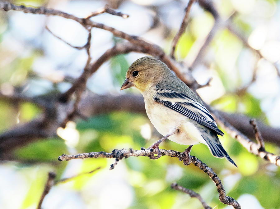 American Goldfinch 2977-090219 Photograph by Tam Ryan