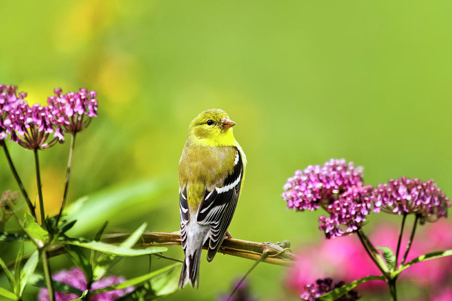 American Goldfinch Bird Photograph by Christina Rollo