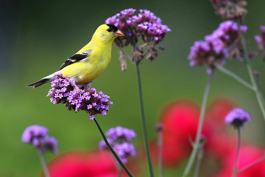 American Goldfinch Photograph by Carol Montoya