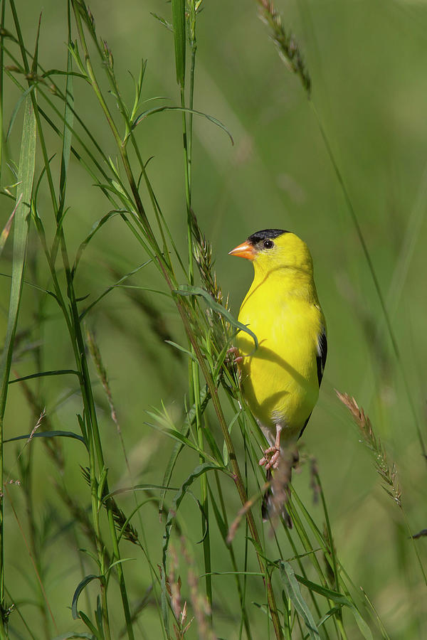American Goldfinch Photograph by Dale Kincaid