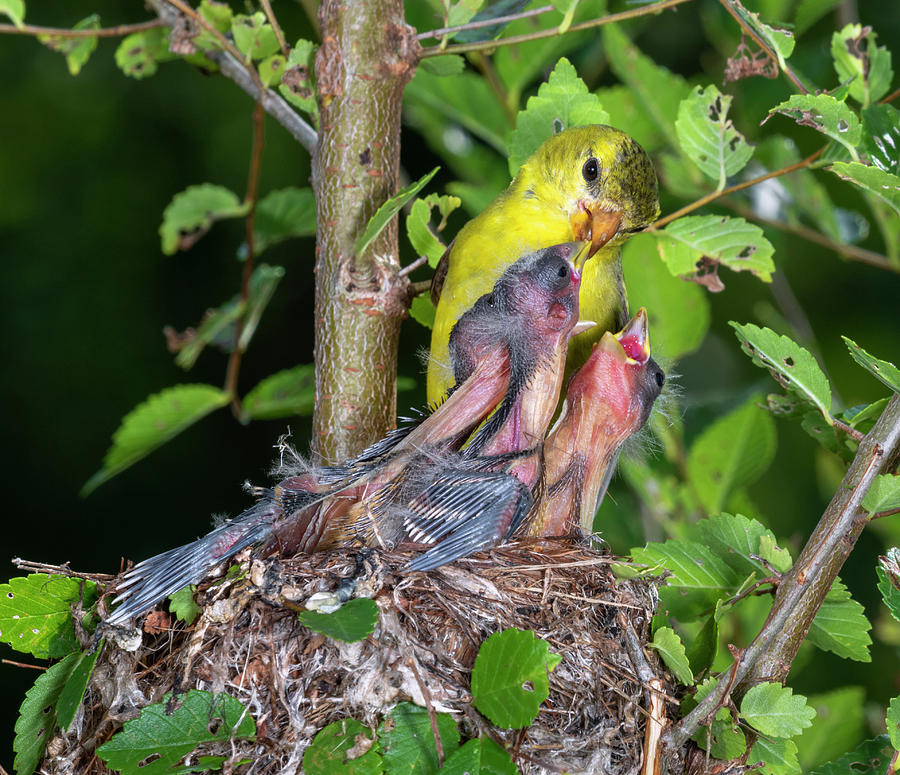 American Goldfinch Feeding Nestlings Photograph by Ivan Kuzmin - Fine ...