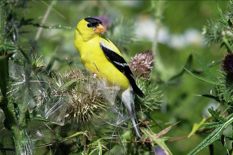 American Goldfinch Gathering Nest Material Photograph by John Duval ...