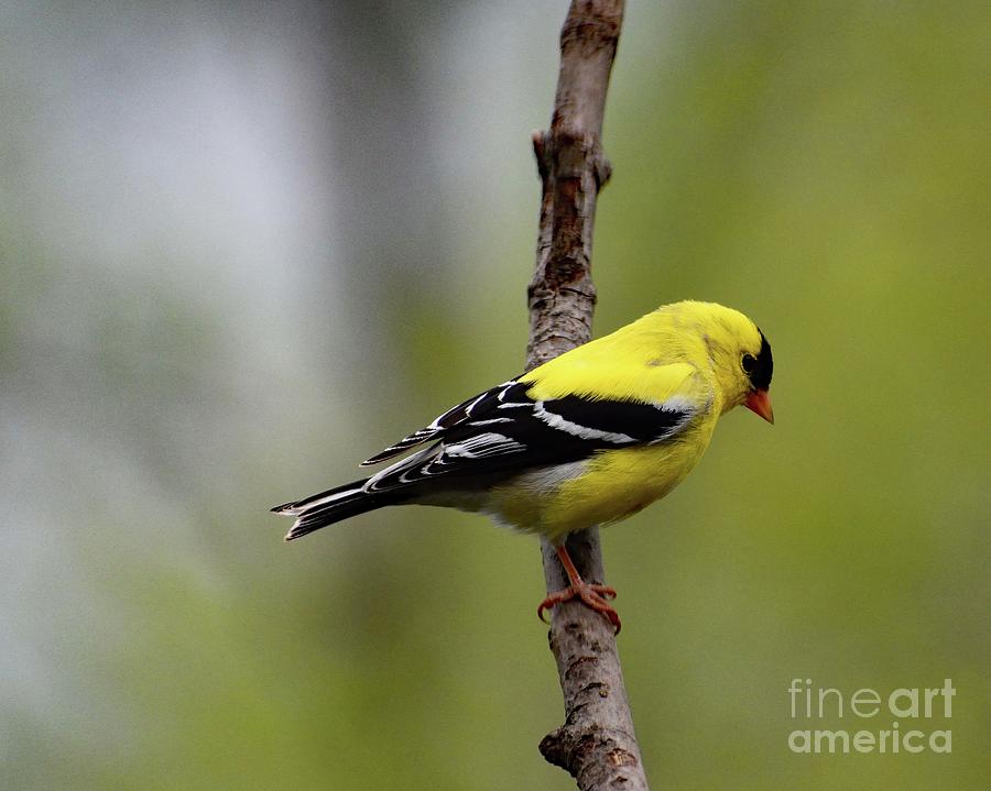 American Goldfinch In Full Molt Photograph
