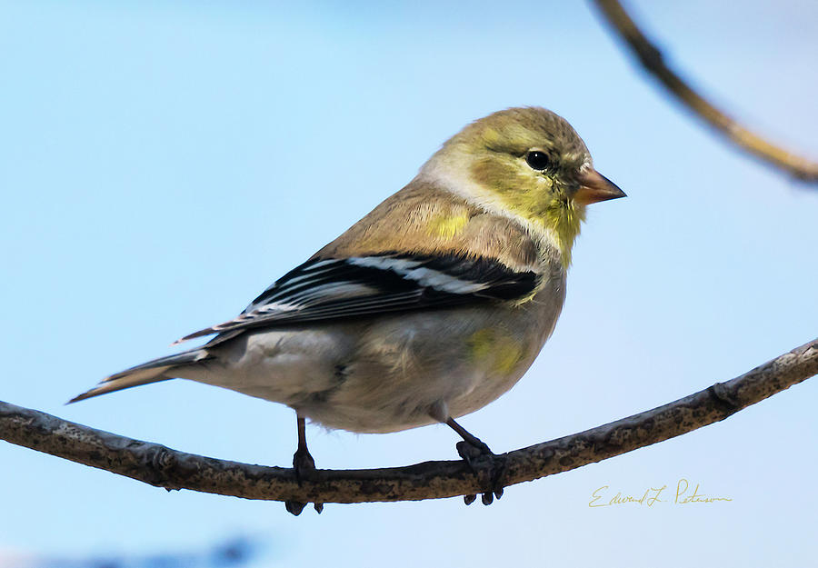 American Goldfinch In Spring Photograph by Ed Peterson