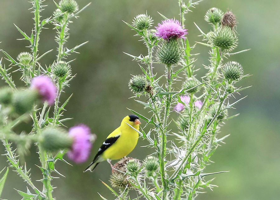 American Goldfinch Photograph by Kevin Senter