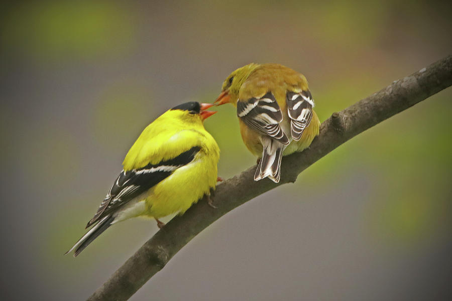 American Goldfinch Mates Photograph by Ira Marcus