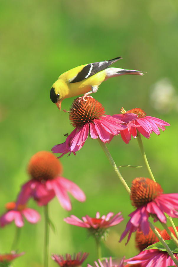 American Goldfinch On Coneflower Photograph