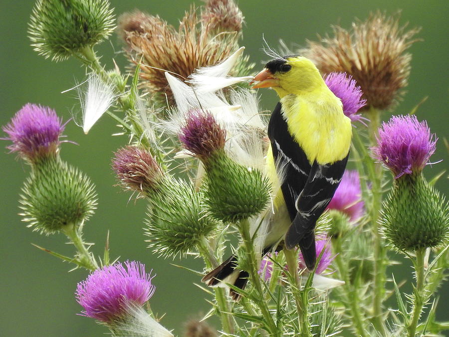 thistle for goldfinches