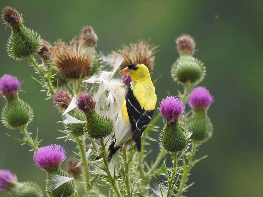 goldfinch and thistle