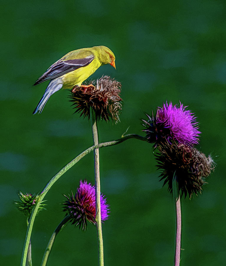American Goldfinch, Painterly Photograph by Marcy Wielfaert