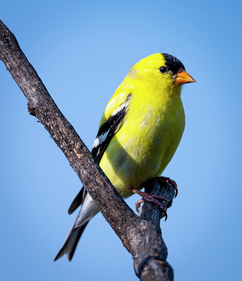 Bird Photograph - American Goldfinch by Phil And Karen Rispin