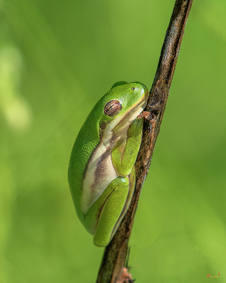 American Green Tree Frog Dar034 Photograph By Gerry Gantt
