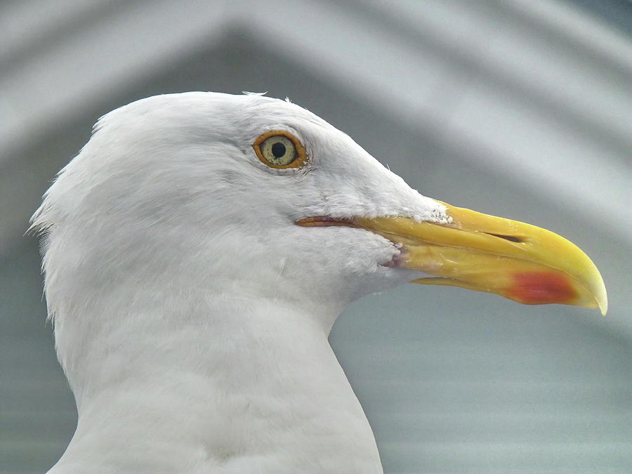 American Herring Gull Photo ID Photograph by Lyuba Filatova