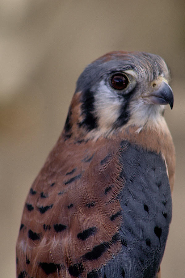 American Kestrel Falcon Photograph by Michael Gordon