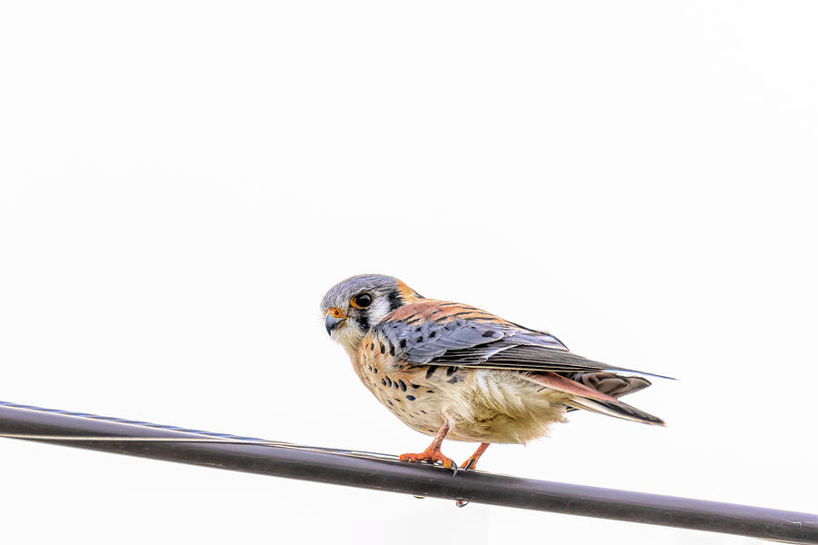 American Kestrel Hunting From The Highline Wire Photograph