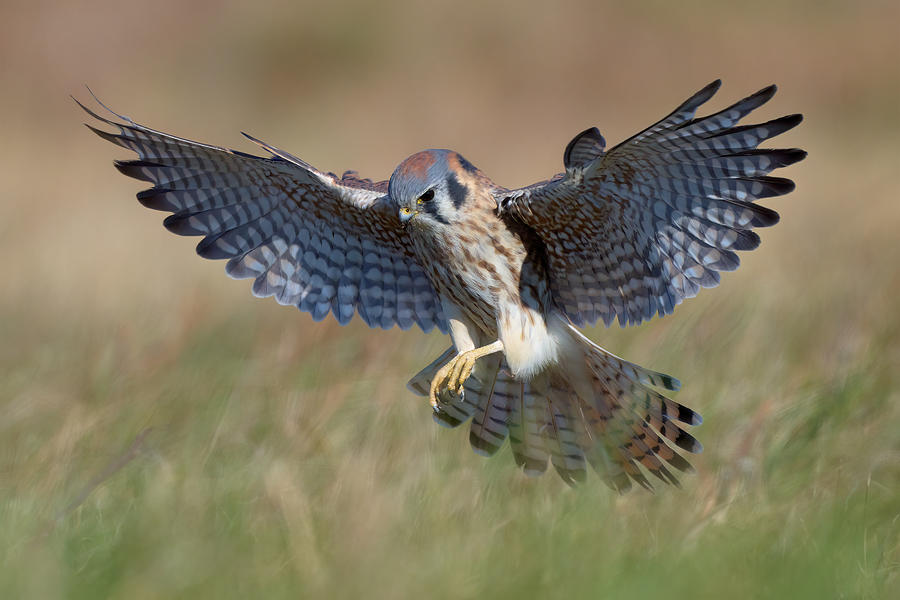 Bird Photograph - American Kestrel In Action by Johnny Chen