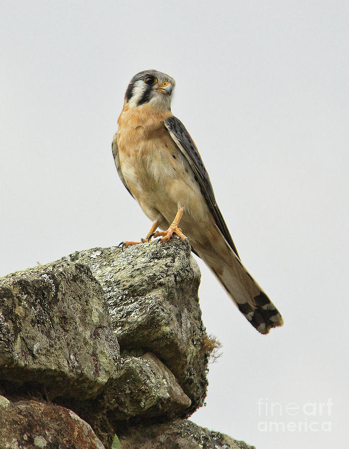 American Kestrel in Peru Photograph by Michelle Tinger
