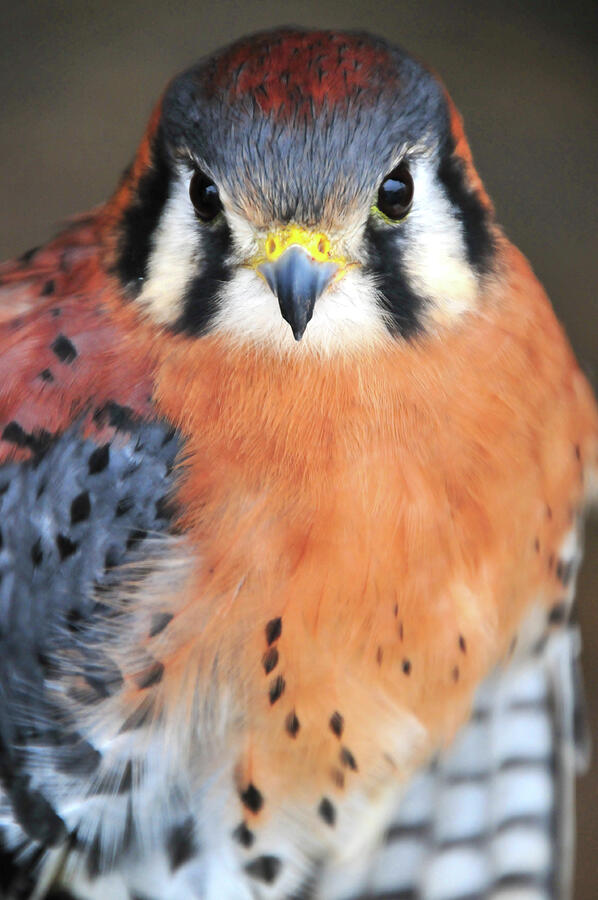 American Kestrel Photograph by Mike Martin