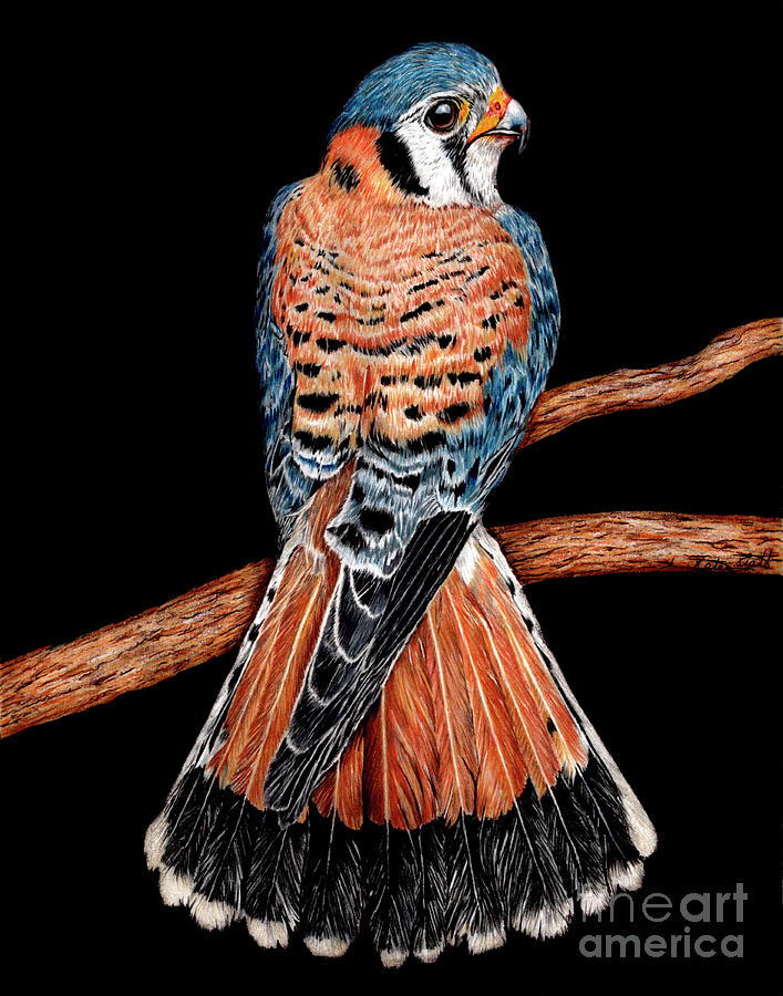 Sparrow Painting - American Kestrel on Perch by Peter Piatt