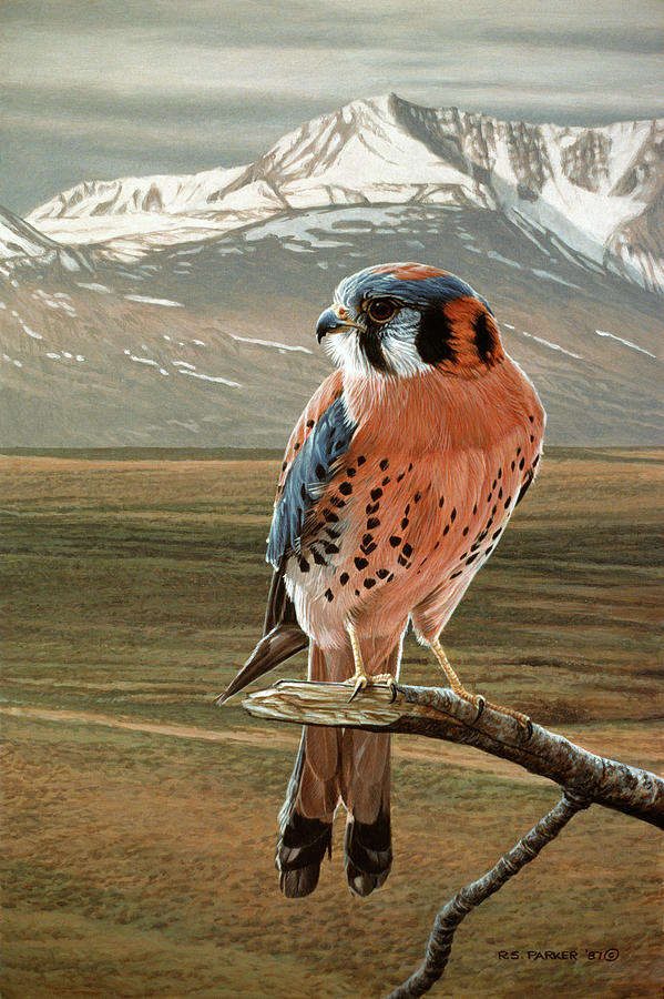American Kestrel Painting by Ron Parker