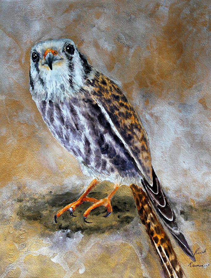 American Kestrel by Ruth Kamenev American Kestrel by Ruth Kamenev