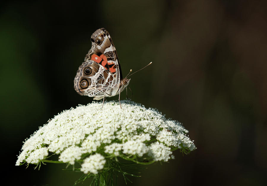 American Lady butterfly Photograph by Jack Nevitt