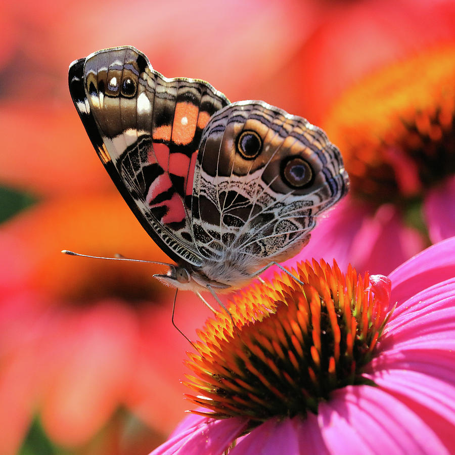 Butterfly Photograph - American Lady on Cone Flower by Doris Potter