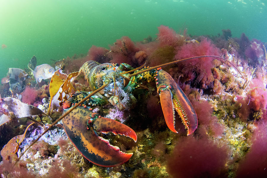 American Lobster Feeding On Urchin Photograph by Scott Leslie