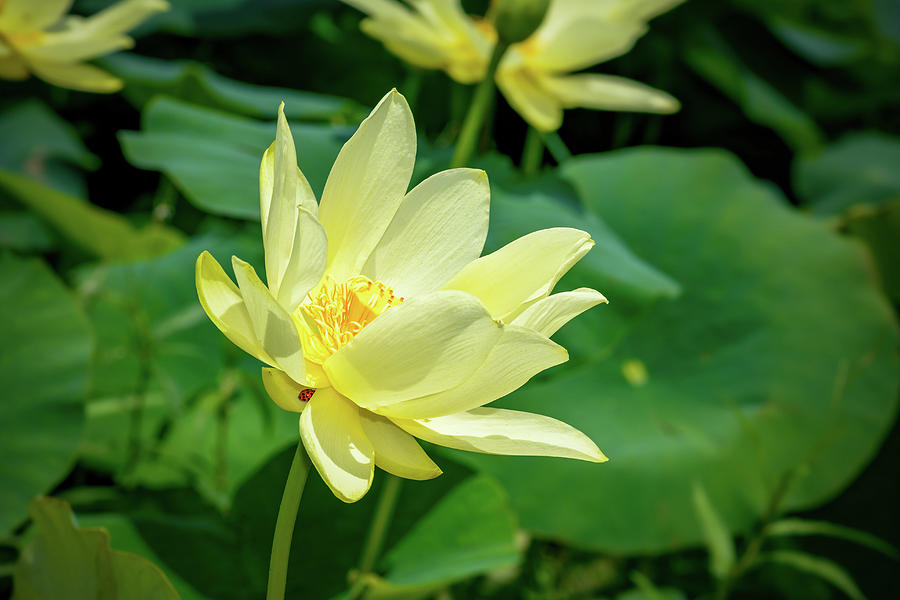 American Lotus Photograph