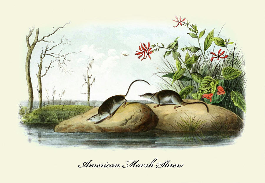 American Marsh Shrew Painting by John Joseph Audubon