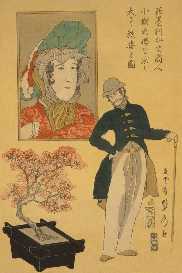 American merchant delighted with miniature cherry tree Painting by Sadahide Utagawa