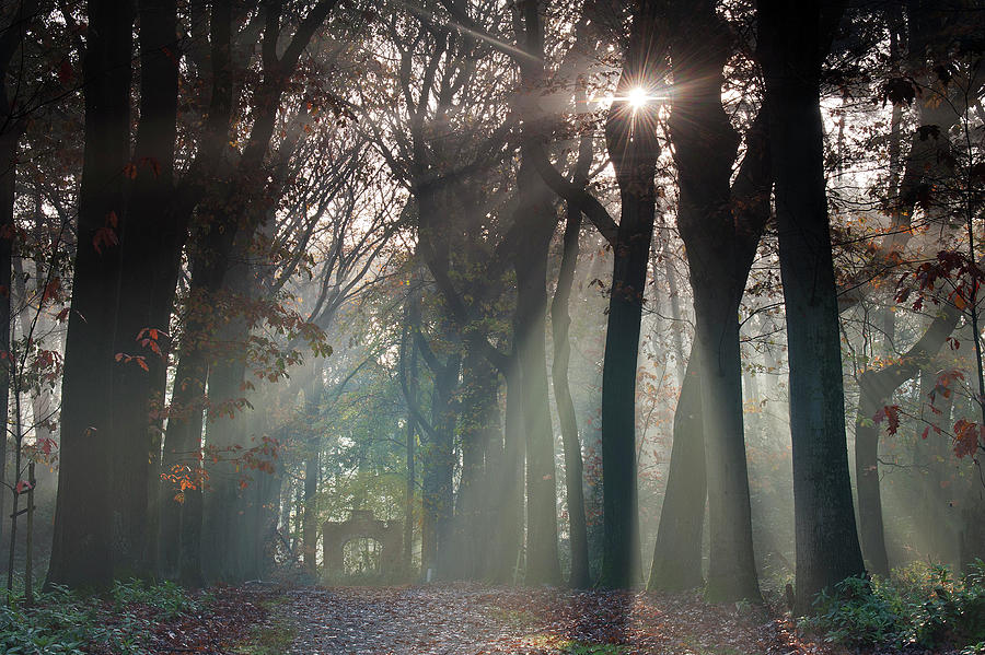 American Oak Trees In Avenue, Sun Shining Through, Belgium Photograph ...