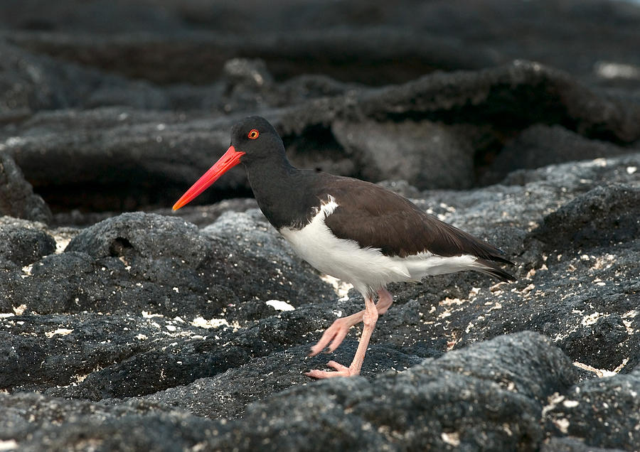 American Oystercatcher Photograph by Michael Lustbader